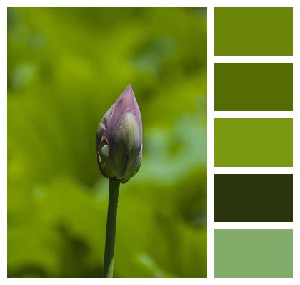 Water Lily Lotus Flower Bud Image